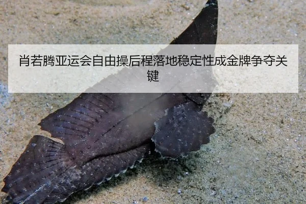 肖若腾亚运会自由操后程落地稳定性成金牌争夺关键